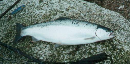 Steelhead 48cm Schönhagen März 2000