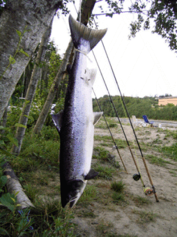 Gaulalachs 74 cm/4,5 kg