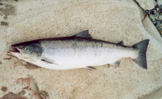 Gaula Lachs 90cm/6 kg auf Chillimps