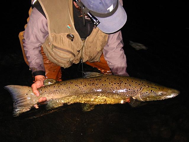 Ein 12Kg (110) cm Lachs aus der Mörrum