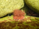 Anemone im Atlantik