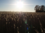 Reet am Bodden Reet am Bodden