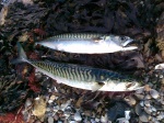 Sommer 2011 - Küstenfischen mit Überraschungen