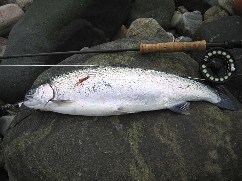 Der Vegan-Shrimp von Simon - fängt Steelheads